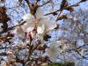 sakura blossom tree