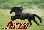 black horse-Jacob